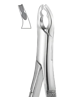 150AS Upper Incisors, Cuspids serrated jaw