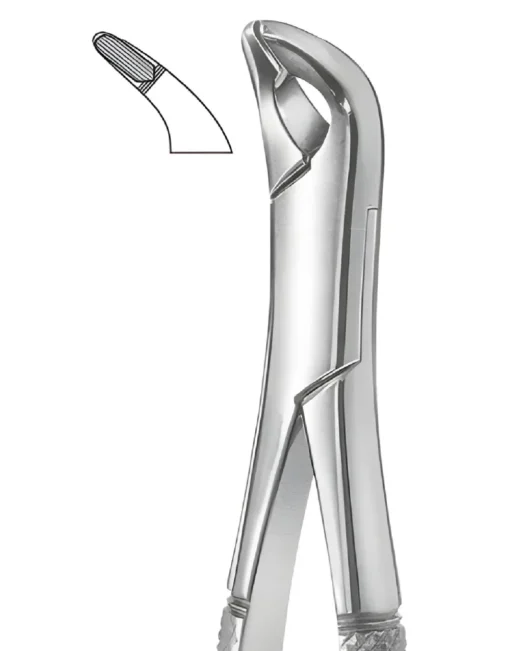 151A Lower Incisors, Cuspids & Bicuspids