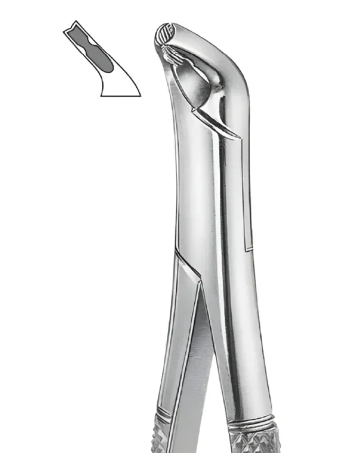 151XAS Children, Lower Incisors & Cuspids, serrated jaw