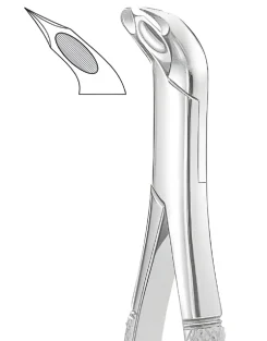 3FS Lower molars