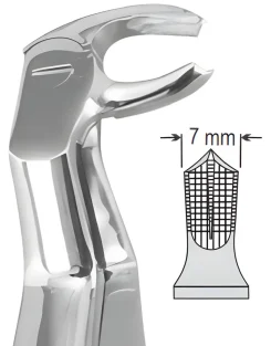 122L Routurier Lower Molars Left