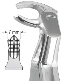 122R Routurier Lower Molars Right