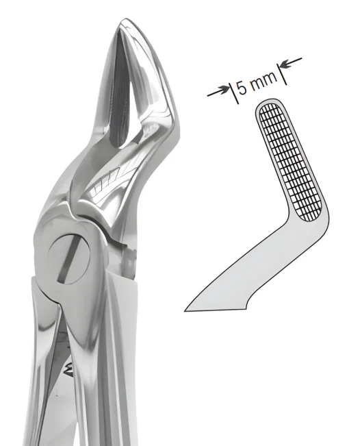 No.52A Upper Teeth & Resection