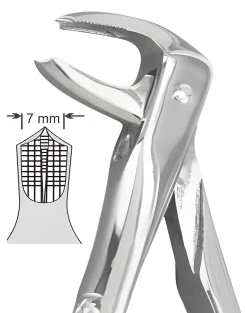 No.73 Lower Molars