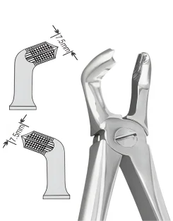 No.79 Lower Third Molars